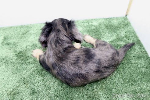 成約済の群馬県のミニチュアダックスフンド(ロングヘアード)-335148の4枚目