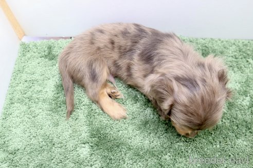 成約済の群馬県のミニチュアダックスフンド(ロングヘアード)-335149の3枚目
