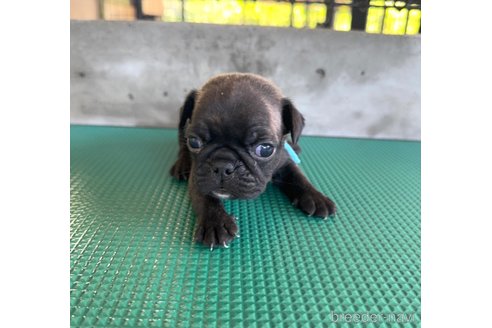成約済の山梨県のミックス犬-331792の2枚目