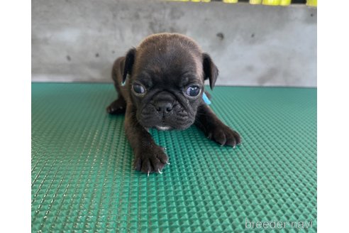 成約済の山梨県のミックス犬-331792の3枚目