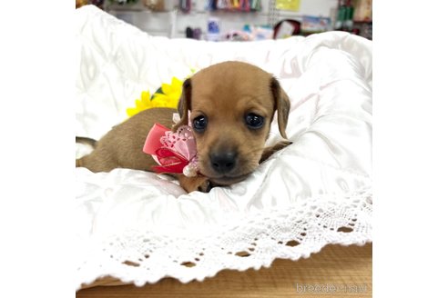 成約済の愛知県のミックス犬-338670の23枚目