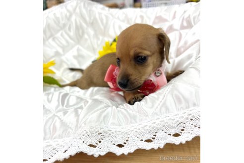 成約済の愛知県のミックス犬-338670の22枚目