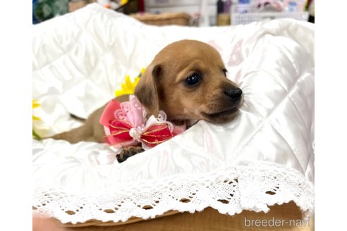 成約済の愛知県のミックス犬-338670の20枚目