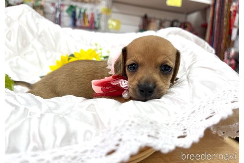 成約済の愛知県のミックス犬-338670の19枚目