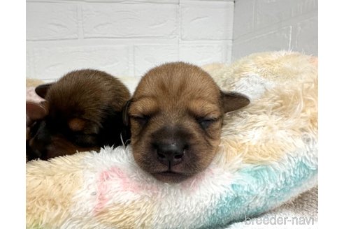 成約済の愛知県のミックス犬-338670の15枚目