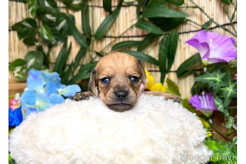 成約済の愛知県のミックス犬-338670の12枚目