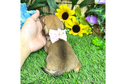 成約済の愛知県のミックス犬-338670の9枚目