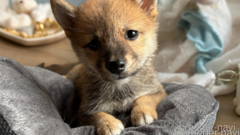 成約済の北海道の柴犬-332176の4枚目