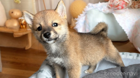 成約済の北海道の柴犬-332176の3枚目