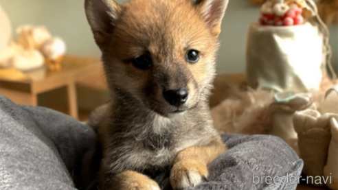 成約済の北海道の柴犬-332176の2枚目