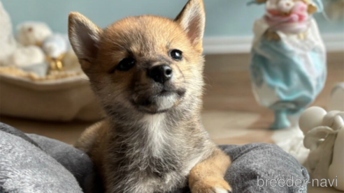 成約済の北海道の柴犬-332176の1枚目