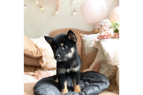 成約済の北海道の柴犬-332175の7枚目