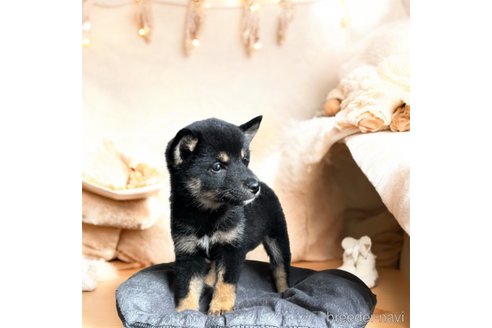 成約済の北海道の柴犬-332175の6枚目
