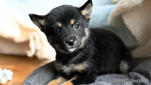 成約済の北海道の柴犬-332175の4枚目