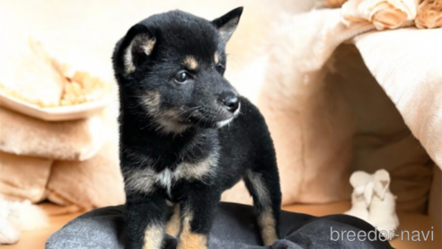 成約済の北海道の柴犬-332175の3枚目