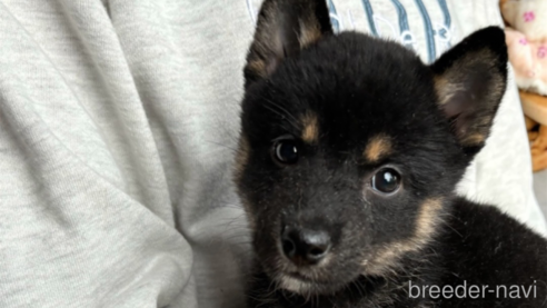 成約済の北海道の柴犬-332175の2枚目