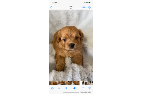 成約済の岡山県のミックス犬-336152の7枚目
