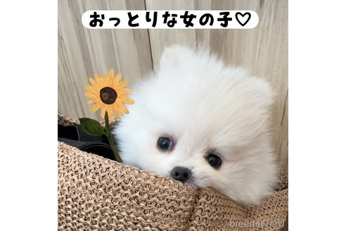 成約済の岡山県のポメラニアン-338674の3枚目