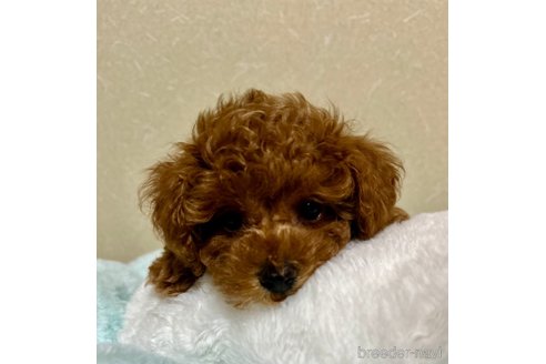成約済の福岡県のタイニープードル-338683の16枚目