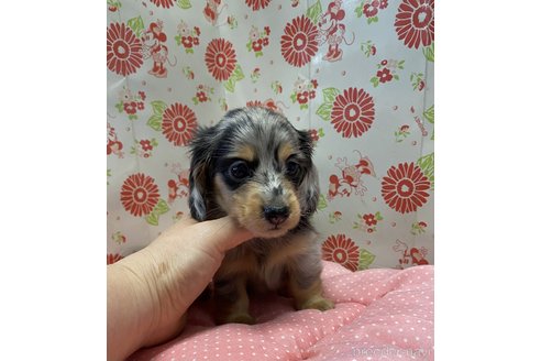 成約済の愛知県のミニチュアダックスフンド(ロングヘアード)-338699の6枚目