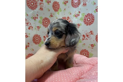 成約済の愛知県のミニチュアダックスフンド(ロングヘアード)-338699の5枚目
