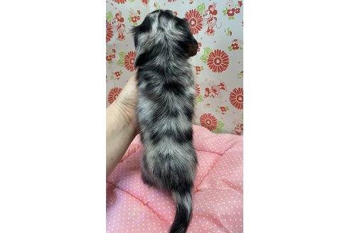 成約済の愛知県のミニチュアダックスフンド(ロングヘアード)-338699の4枚目