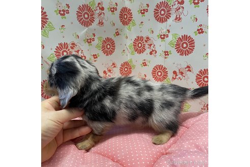 成約済の愛知県のミニチュアダックスフンド(ロングヘアード)-338699の3枚目