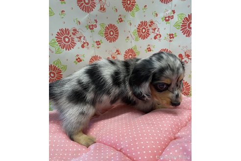 成約済の愛知県のミニチュアダックスフンド(ロングヘアード)-338699の2枚目