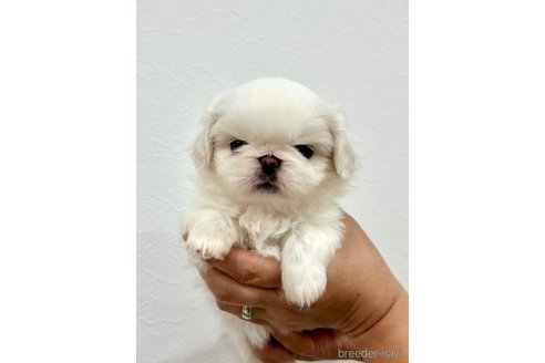 成約済の埼玉県のペキパグ:ペキニーズ×パグ-329943の3枚目