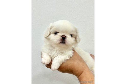 成約済の埼玉県のペキパグ:ペキニーズ×パグ-329943の4枚目