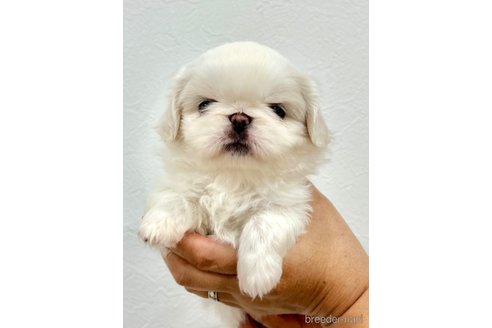 成約済の埼玉県のペキパグ:ペキニーズ×パグ-329943の5枚目