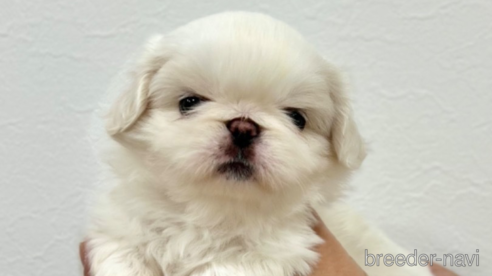 成約済の埼玉県のペキパグ:ペキニーズ×パグ-329943の2枚目