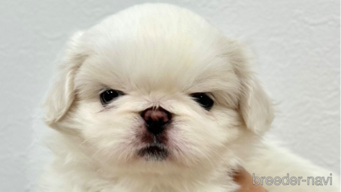 成約済の埼玉県のペキパグ:ペキニーズ×パグ-329943の1枚目