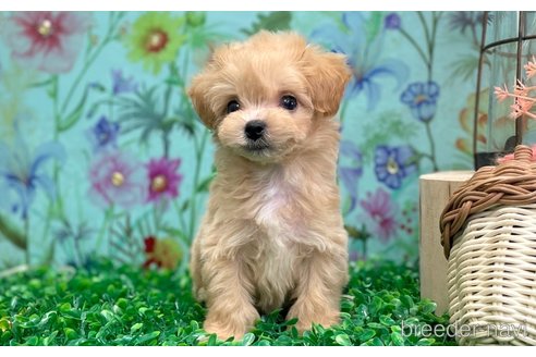 成約済の愛知県のマルプー:マルチーズ×トイプードル-338705の3枚目