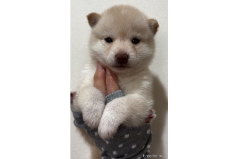 成約済の愛知県の豆柴-337846の1枚目
