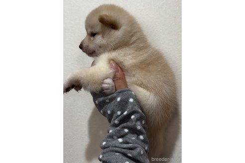 成約済の愛知県の豆柴-337846の4枚目