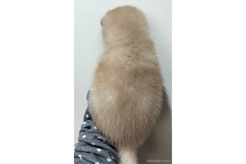 成約済の愛知県の豆柴-337846の3枚目
