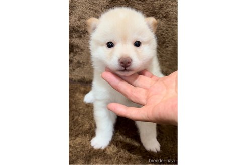 成約済の愛知県の豆柴-337846の2枚目