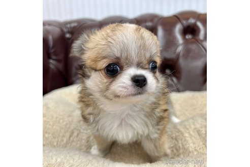 成約済の香川県のチワワ(ロングコート)-337542の3枚目