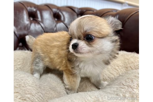 成約済の香川県のチワワ(ロングコート)-337542の6枚目