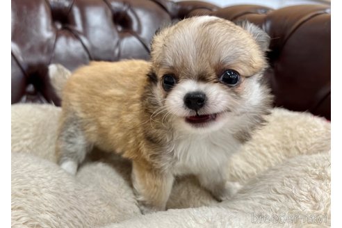 成約済の香川県のチワワ(ロングコート)-337542の11枚目