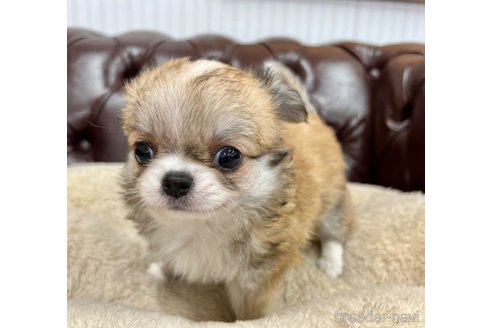 成約済の香川県のチワワ(ロングコート)-337542の5枚目