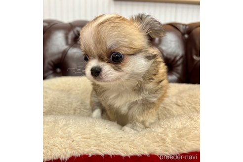 成約済の香川県のチワワ(ロングコート)-337542の14枚目