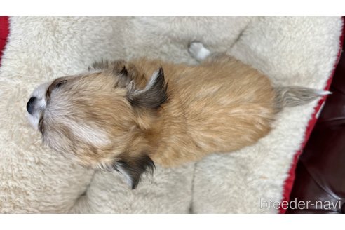 成約済の香川県のチワワ(ロングコート)-337542の2枚目