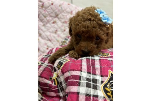 成約済の愛知県のトイプードル-338753の3枚目