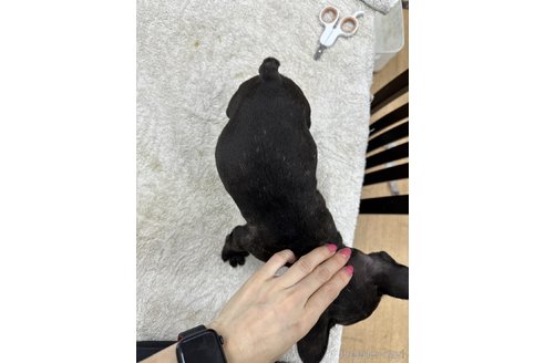 成約済の千葉県のフレンチブルドッグ-329731の4枚目