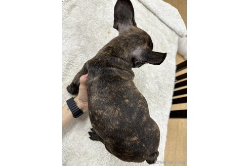 販売中の千葉県のフレンチブルドッグ-330085の31枚目