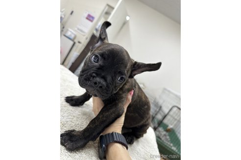 販売中の千葉県のフレンチブルドッグ-330085の28枚目