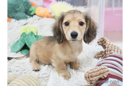 成約済の兵庫県のミニチュアダックスフンド(ロングヘアード)-338768の3枚目