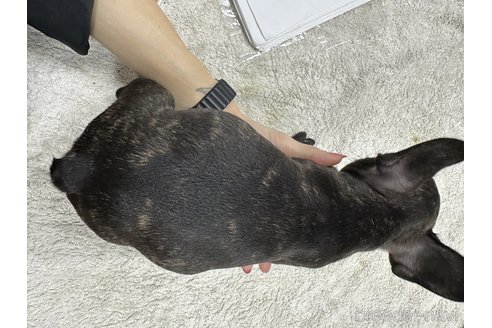 成約済の千葉県のフレンチブルドッグ-330100の11枚目